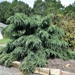 Céder Himalájsky (Cedrus deodara) ´FEELIN BLUE´® - výška 90-110 cm, kont. C18L